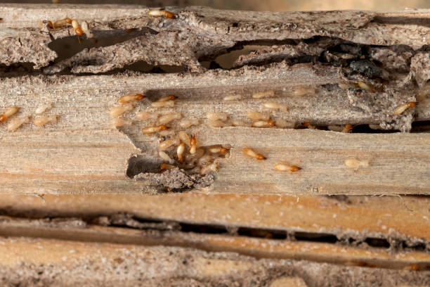 Best Pest Control Near Me  in Huntersville, NC