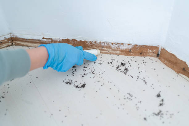 Best Local Pest Control Services  in Huntersville, NC